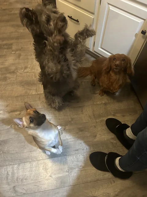 The family dogs waiting in the kitchen